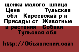 щенки малого  шпица › Цена ­ 18 000 - Тульская обл., Киреевский р-н, Присады ст. Животные и растения » Собаки   . Тульская обл.